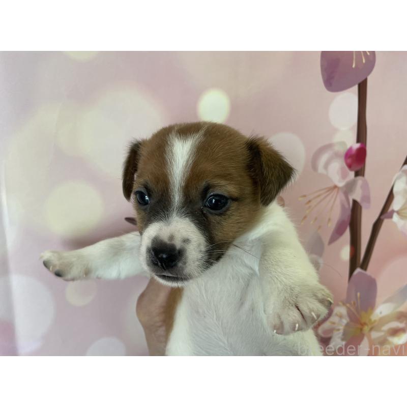 販売中の北海道のジャックラッセルテリア-449194の8枚目