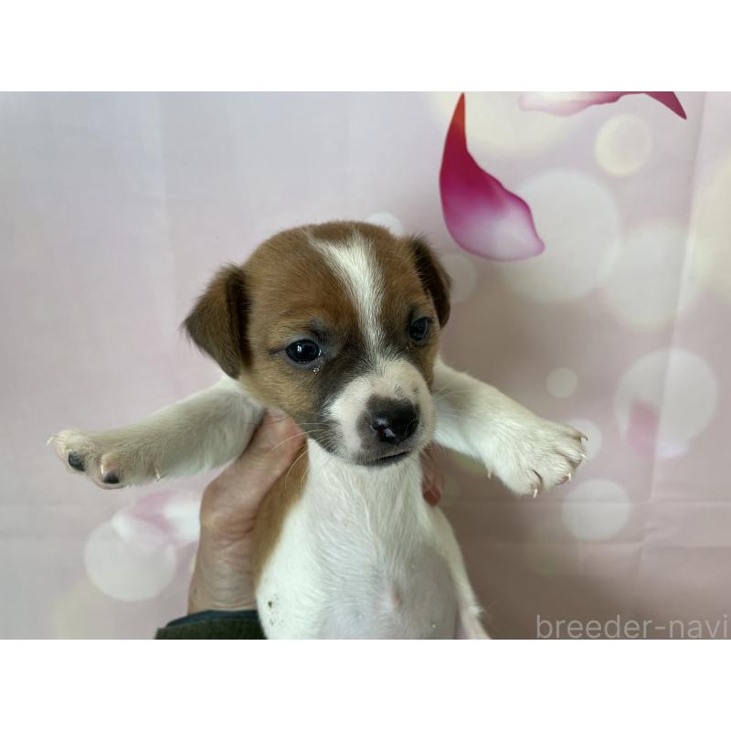 販売中の北海道のジャックラッセルテリア-449194の7枚目