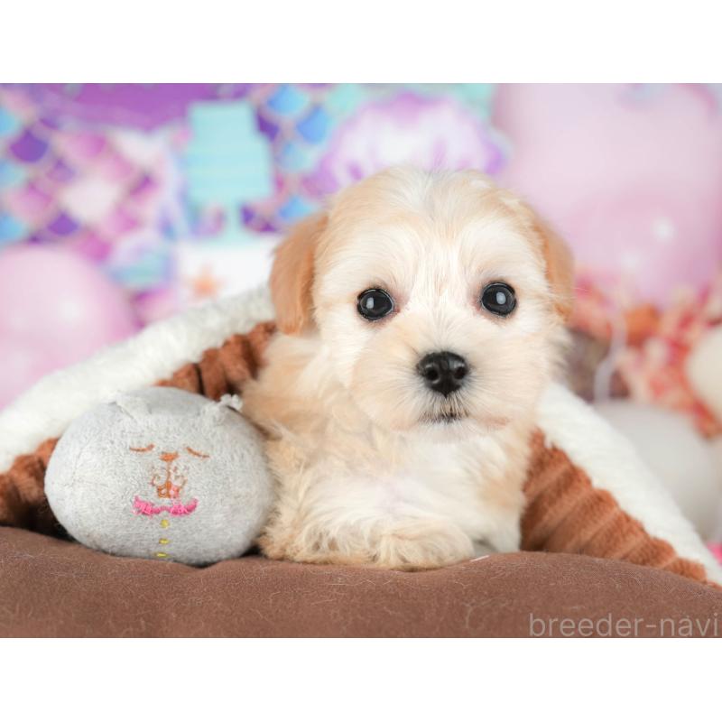 販売中の東京都のミックス犬-449274の6枚目