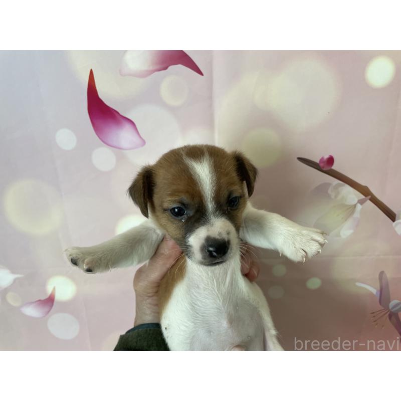 販売中の北海道のジャックラッセルテリア-449194の6枚目