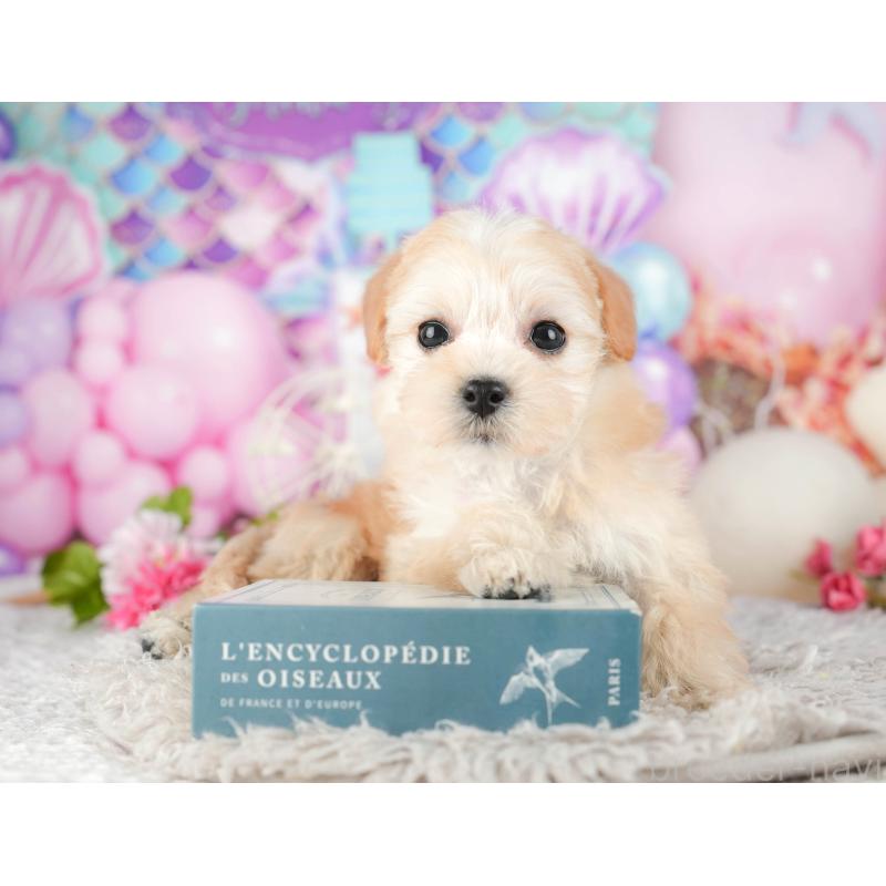 販売中の東京都のミックス犬-449274の5枚目