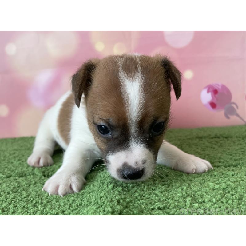 販売中の北海道のジャックラッセルテリア-449194の5枚目