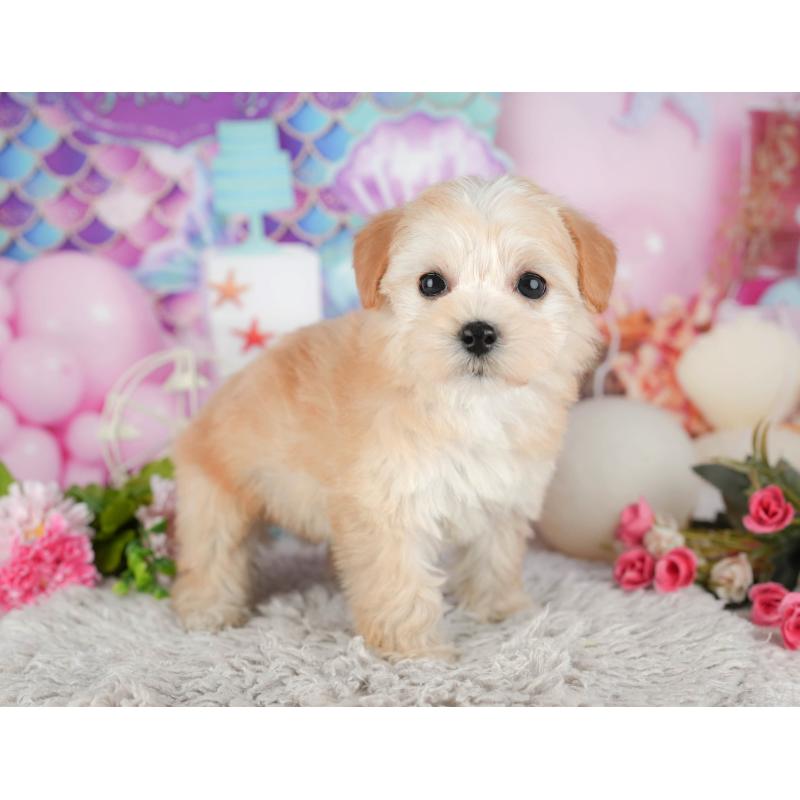 販売中の東京都のミックス犬-449274の4枚目