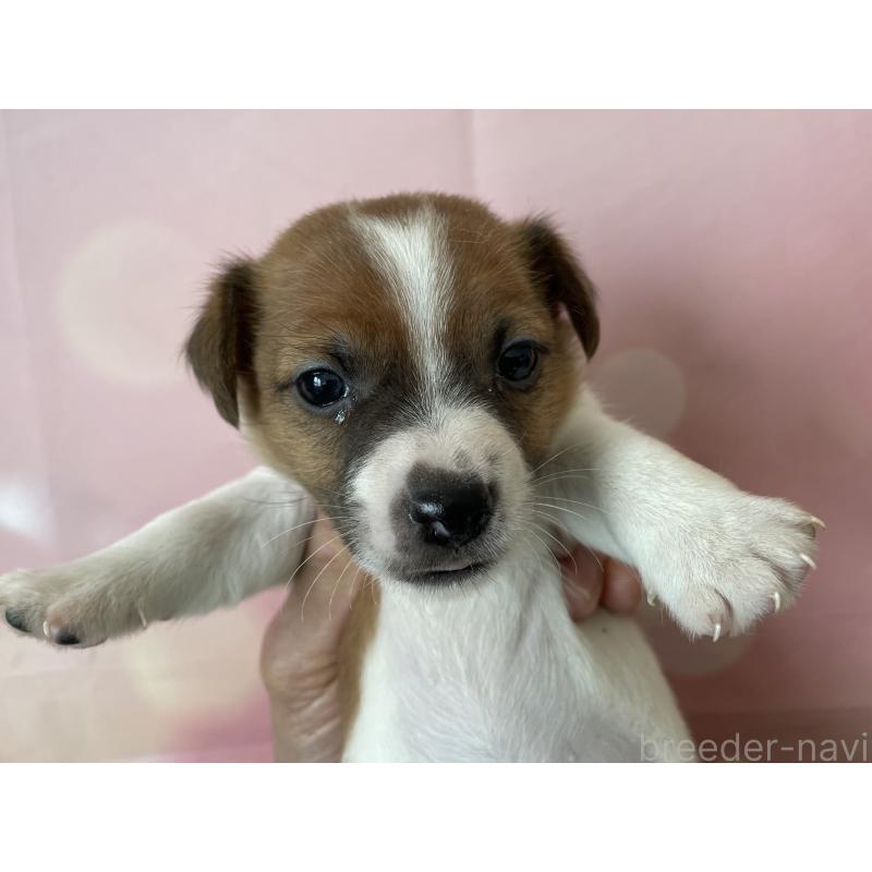 販売中の北海道のジャックラッセルテリア-449194の4枚目