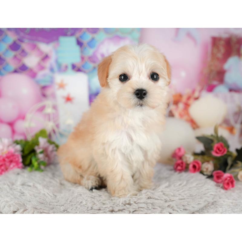 販売中の東京都のミックス犬-449274の3枚目