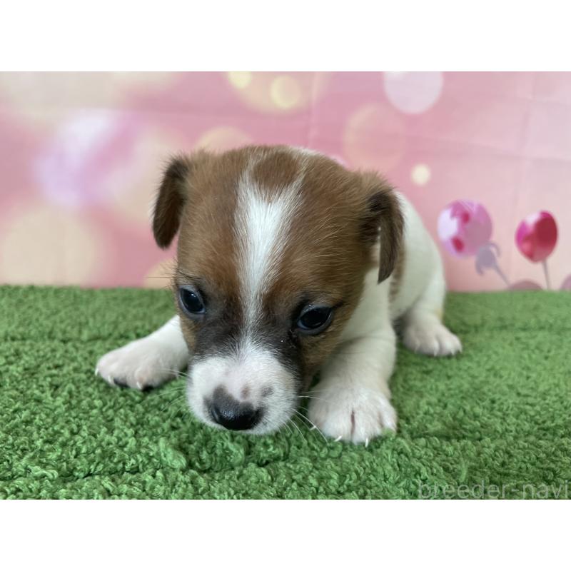 販売中の北海道のジャックラッセルテリア-449194の3枚目