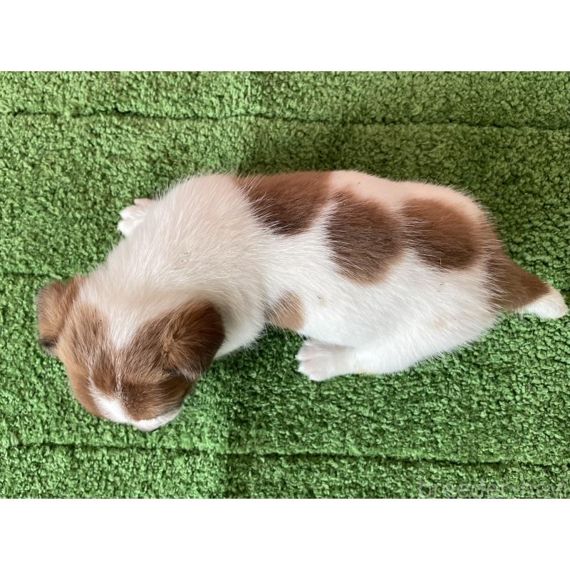 販売中の北海道のジャックラッセルテリア-449194の2枚目