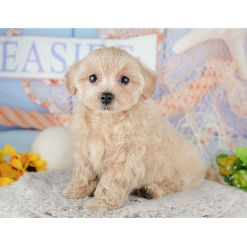 販売中の東京都のミックス犬-449273