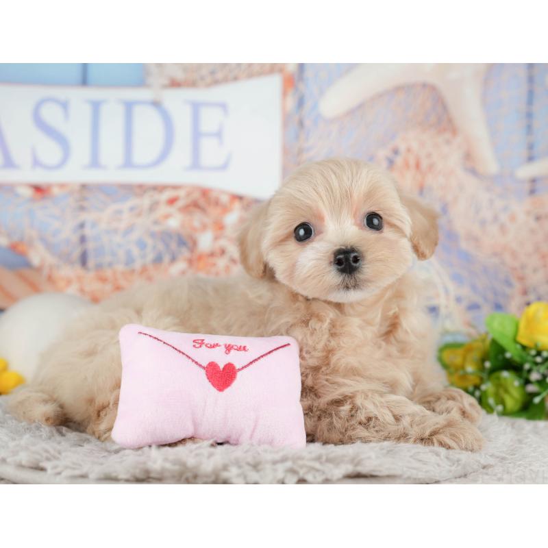 販売中の東京都のミックス犬-449273の10枚目