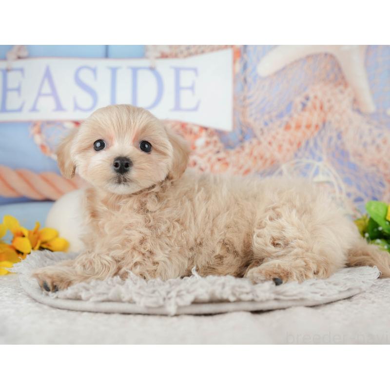 販売中の東京都のミックス犬-449273の8枚目