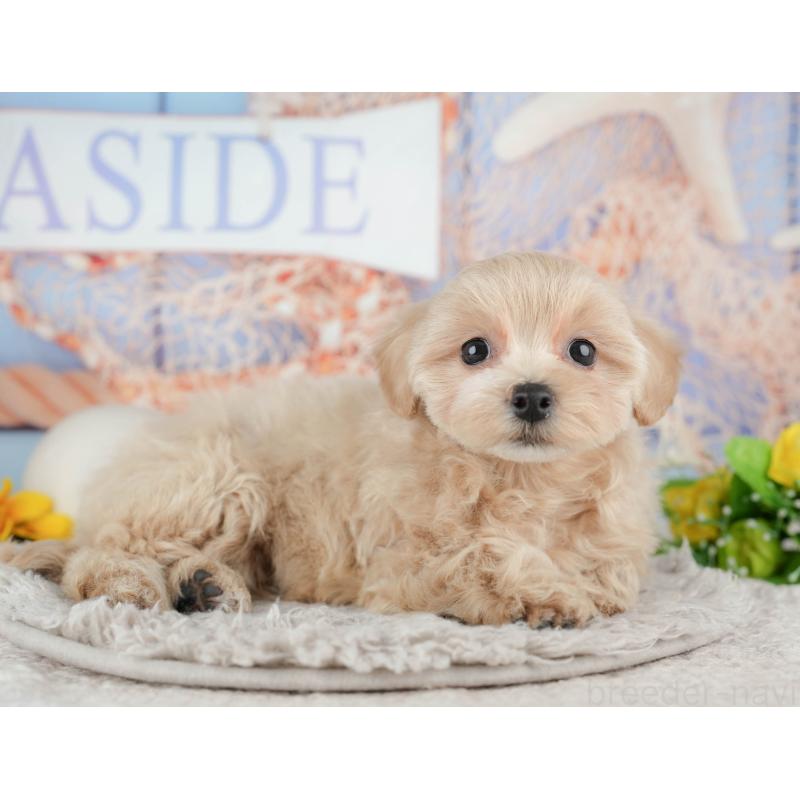 販売中の東京都のミックス犬-449273の6枚目