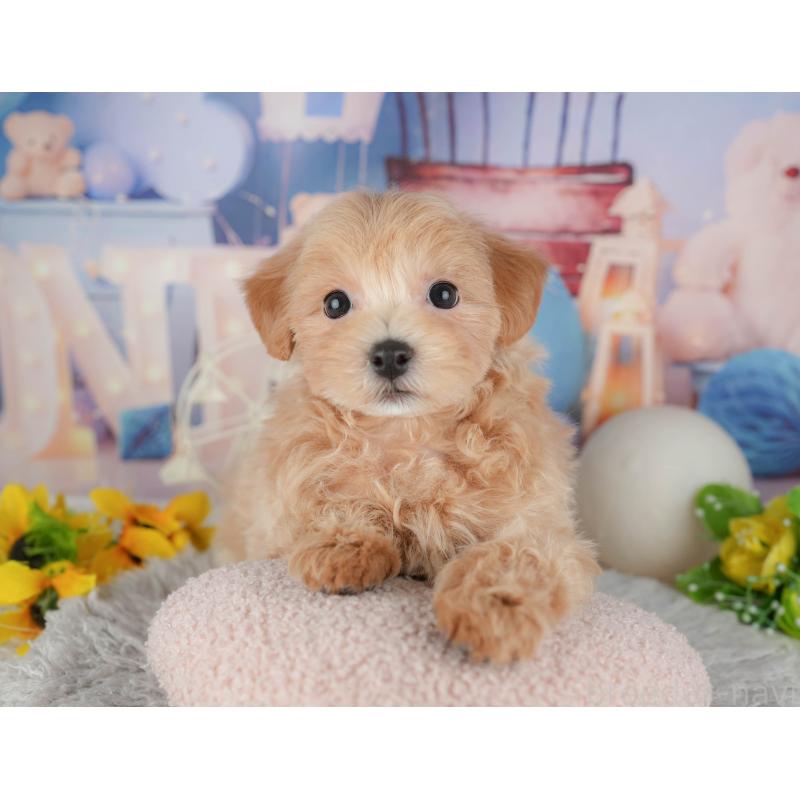 販売中の東京都のミックス犬-449271の11枚目