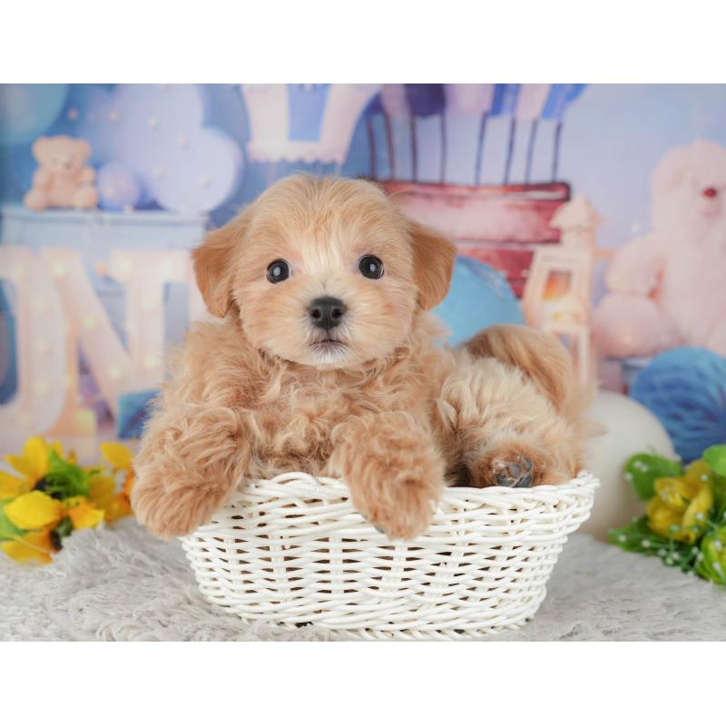 販売中の東京都のミックス犬-449271の10枚目