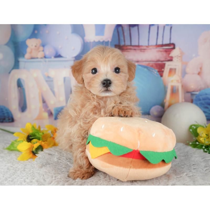 販売中の東京都のミックス犬-449271の9枚目