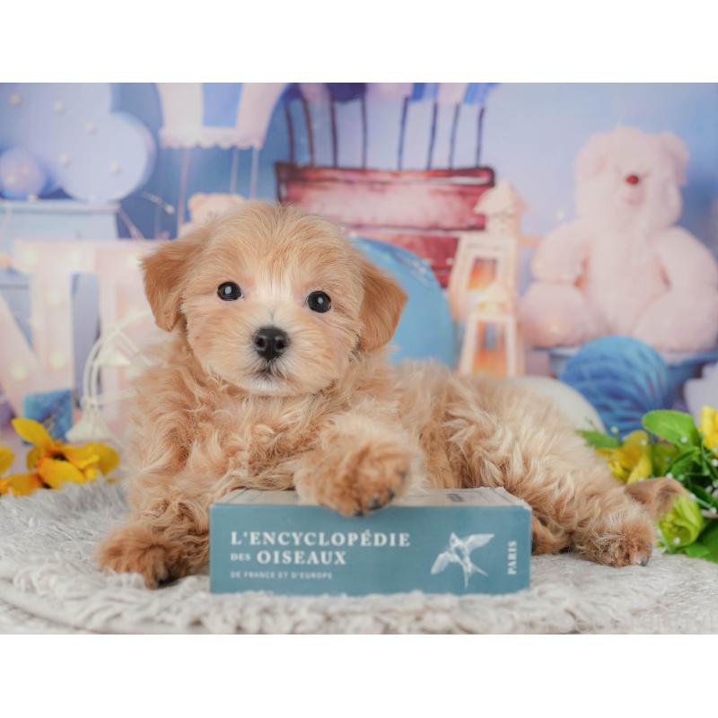 販売中の東京都のミックス犬-449271の8枚目