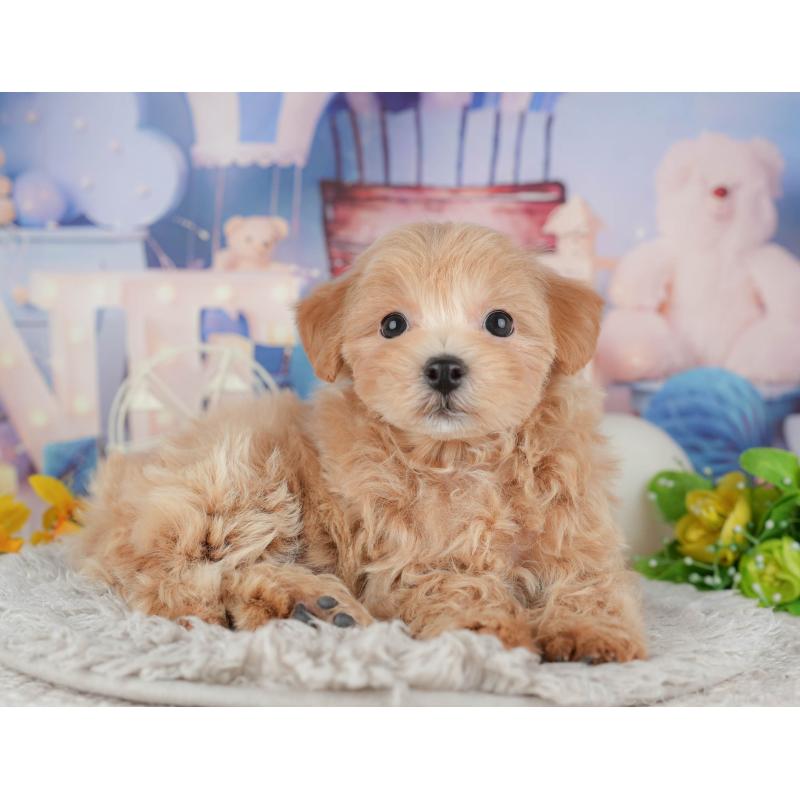 販売中の東京都のミックス犬-449271の6枚目