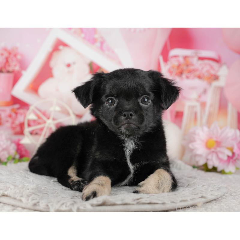 販売中の東京都のチワワ(ロングコート)-449269の11枚目