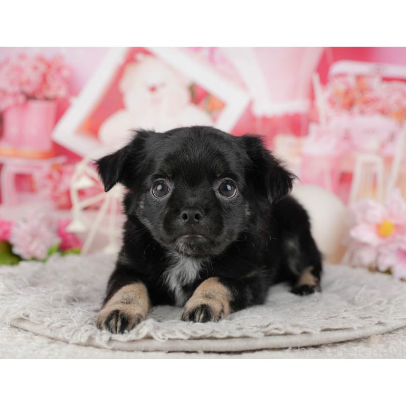 販売中の東京都のチワワ(ロングコート)-449269の10枚目