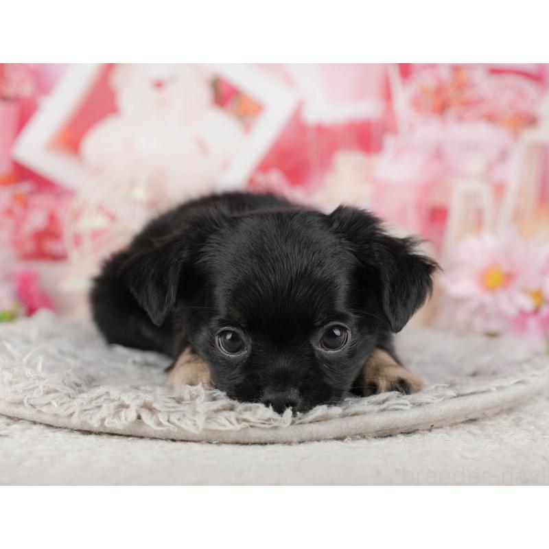 販売中の東京都のチワワ(ロングコート)-449269の9枚目