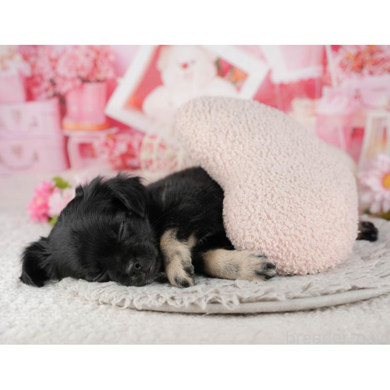 販売中の東京都のチワワ(ロングコート)-449269の8枚目