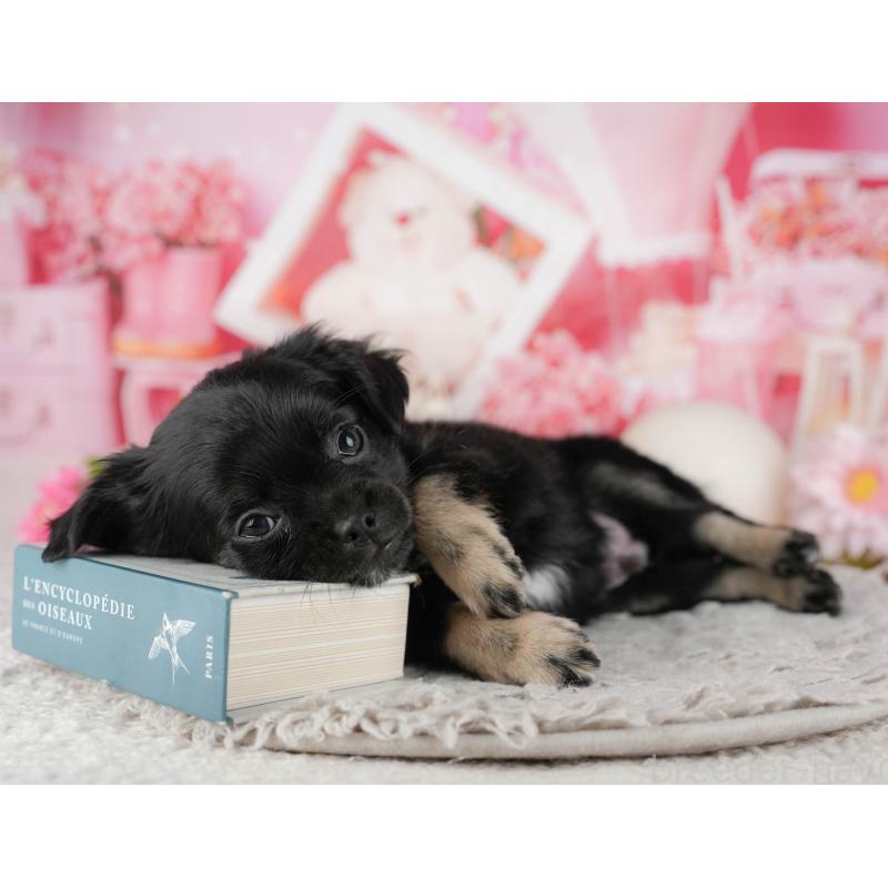 販売中の東京都のチワワ(ロングコート)-449269の7枚目