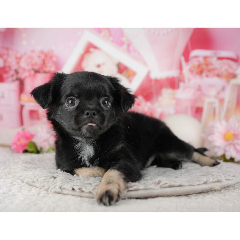 販売中の東京都のチワワ(ロングコート)-449269の6枚目