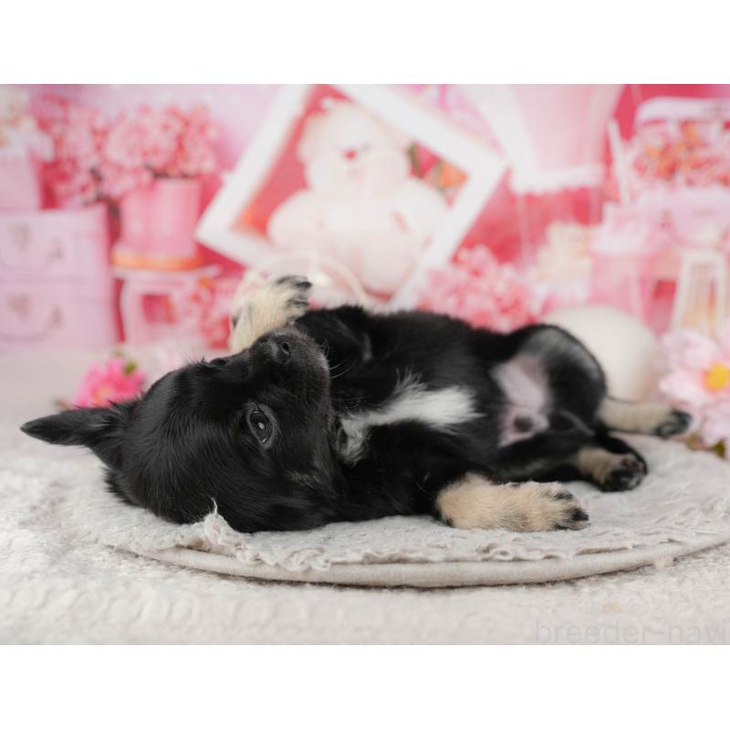 販売中の東京都のチワワ(ロングコート)-449269の5枚目