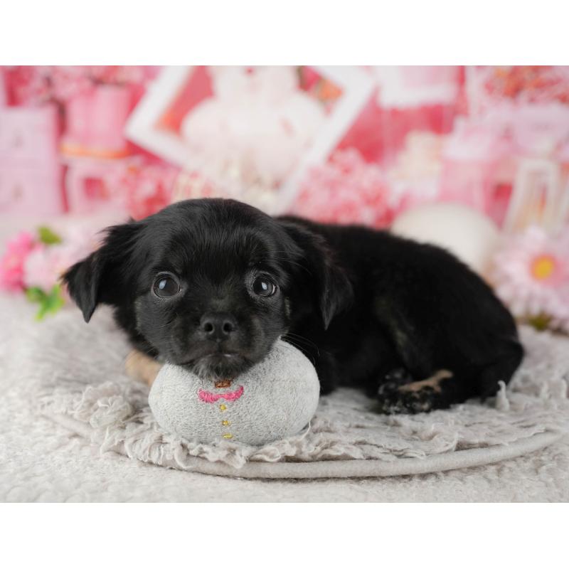 販売中の東京都のチワワ(ロングコート)-449269の4枚目