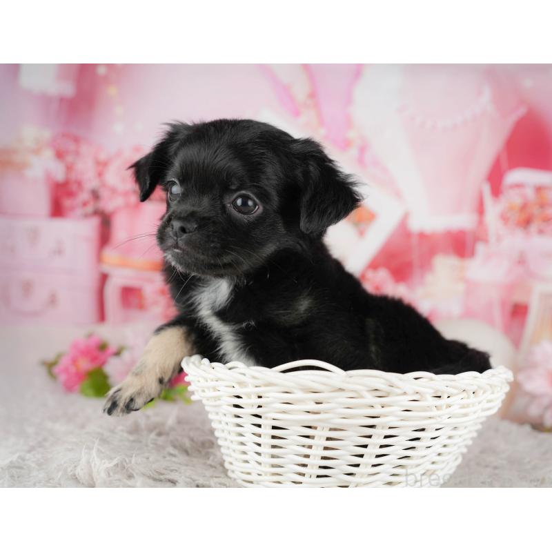 販売中の東京都のチワワ(ロングコート)-449269の3枚目