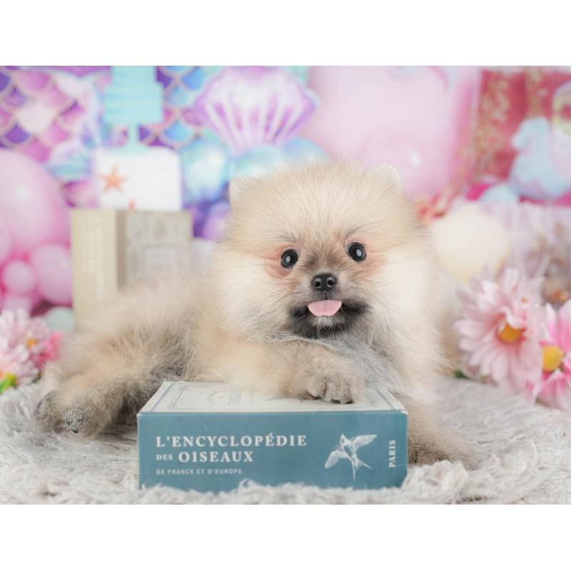 販売中の東京都のポメラニアン-449265の11枚目