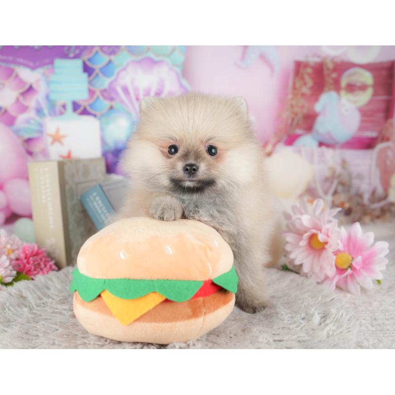 販売中の東京都のポメラニアン-449265の10枚目