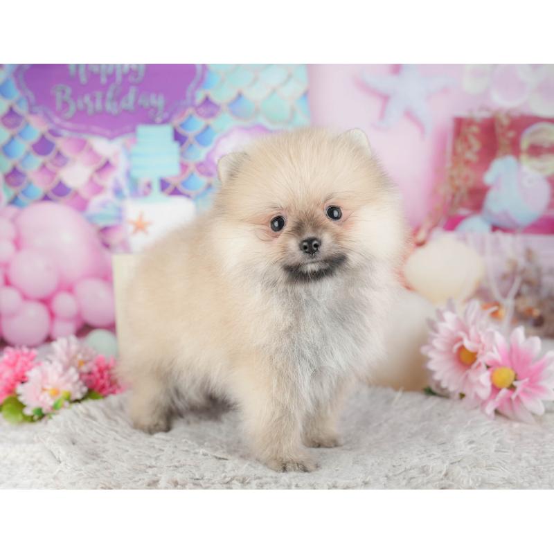 販売中の東京都のポメラニアン-449265の8枚目