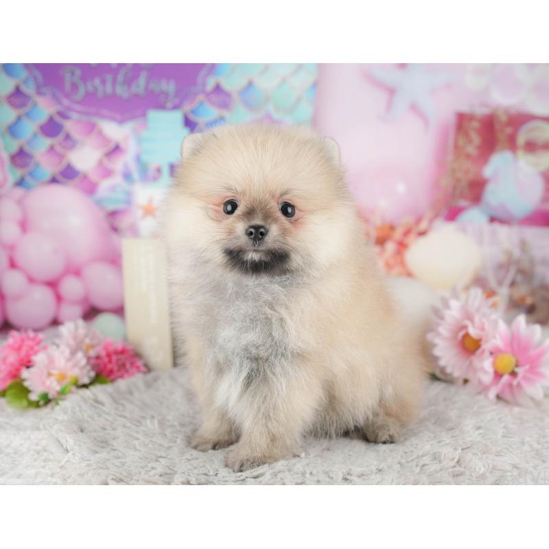 販売中の東京都のポメラニアン-449265の7枚目