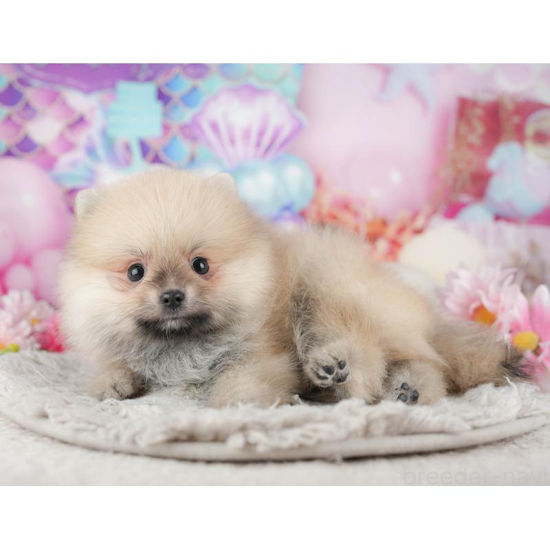 販売中の東京都のポメラニアン-449265の6枚目