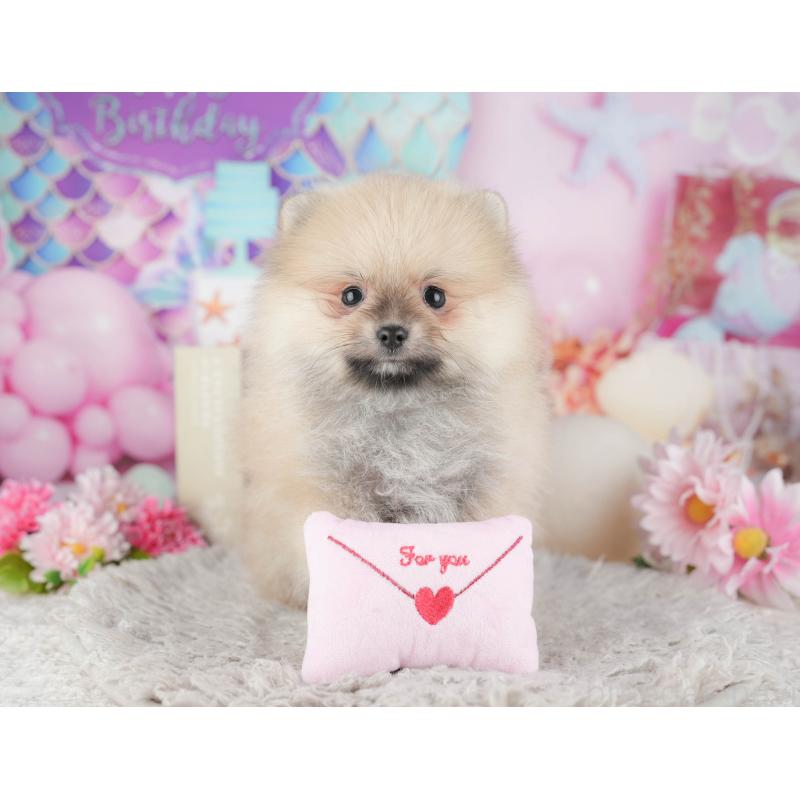 販売中の東京都のポメラニアン-449265の5枚目