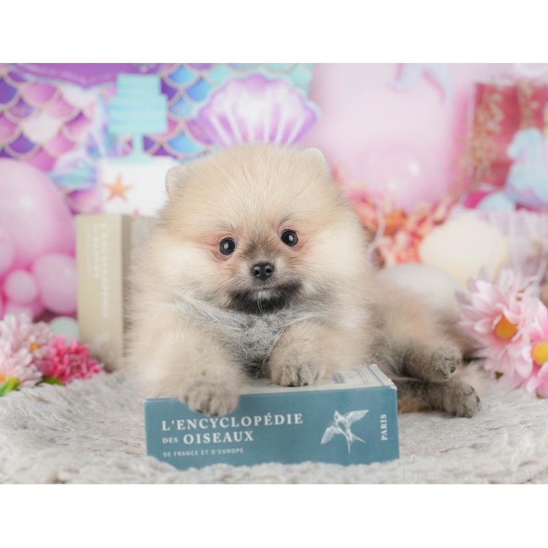 販売中の東京都のポメラニアン-449265の4枚目