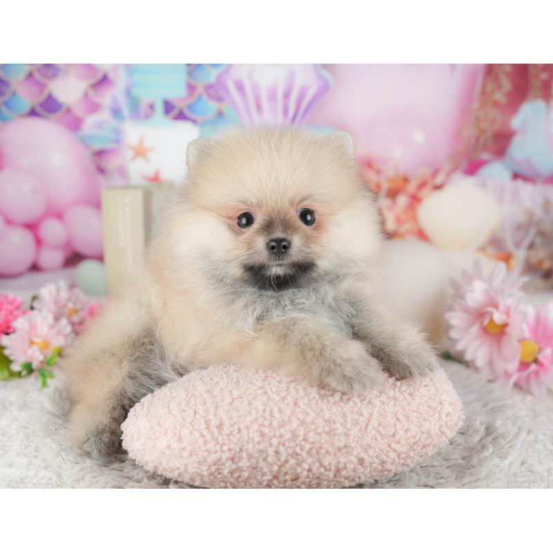 販売中の東京都のポメラニアン-449265の3枚目