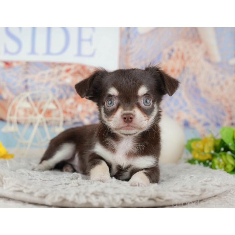 販売中の東京都のチワワ(ロングコート)-449255