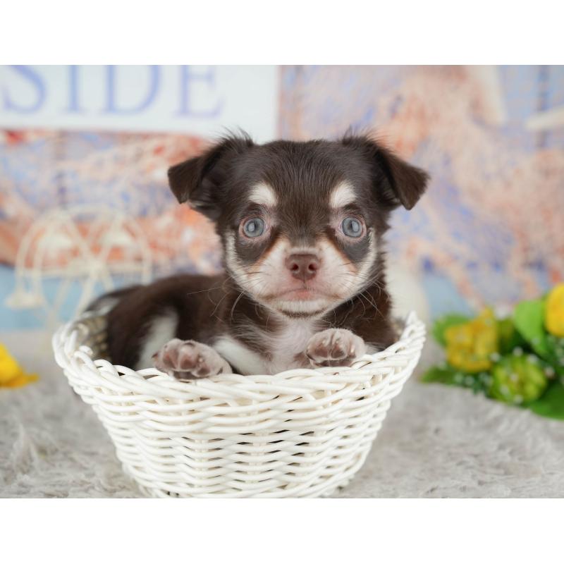 販売中の東京都のチワワ(ロングコート)-449255の11枚目