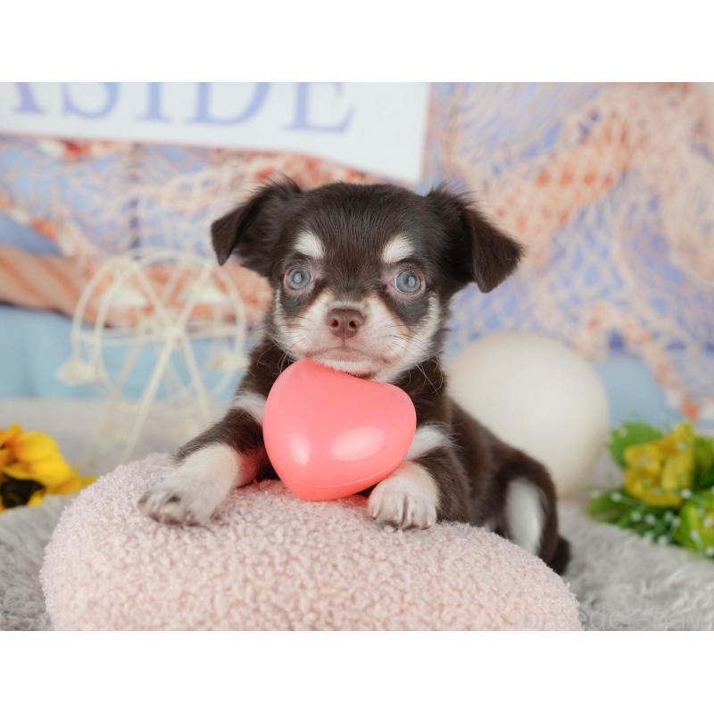 販売中の東京都のチワワ(ロングコート)-449255の10枚目