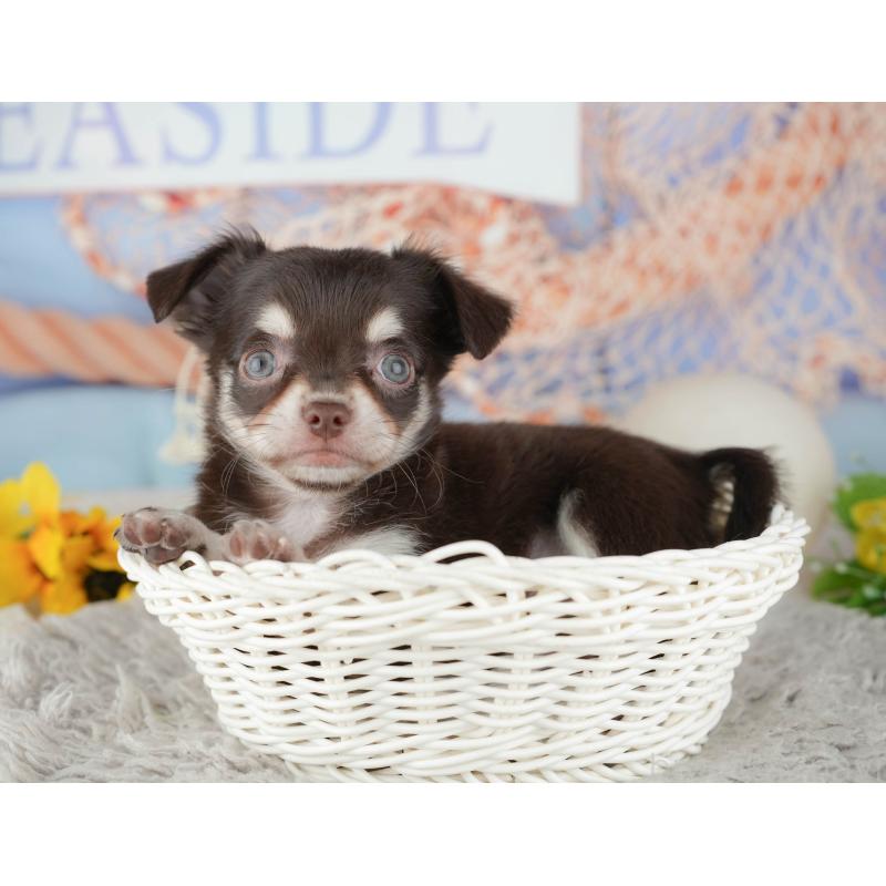 販売中の東京都のチワワ(ロングコート)-449255の9枚目