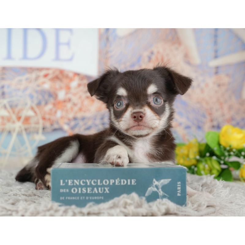 販売中の東京都のチワワ(ロングコート)-449255の8枚目