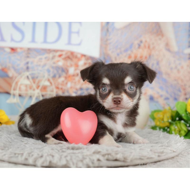 販売中の東京都のチワワ(ロングコート)-449255の7枚目