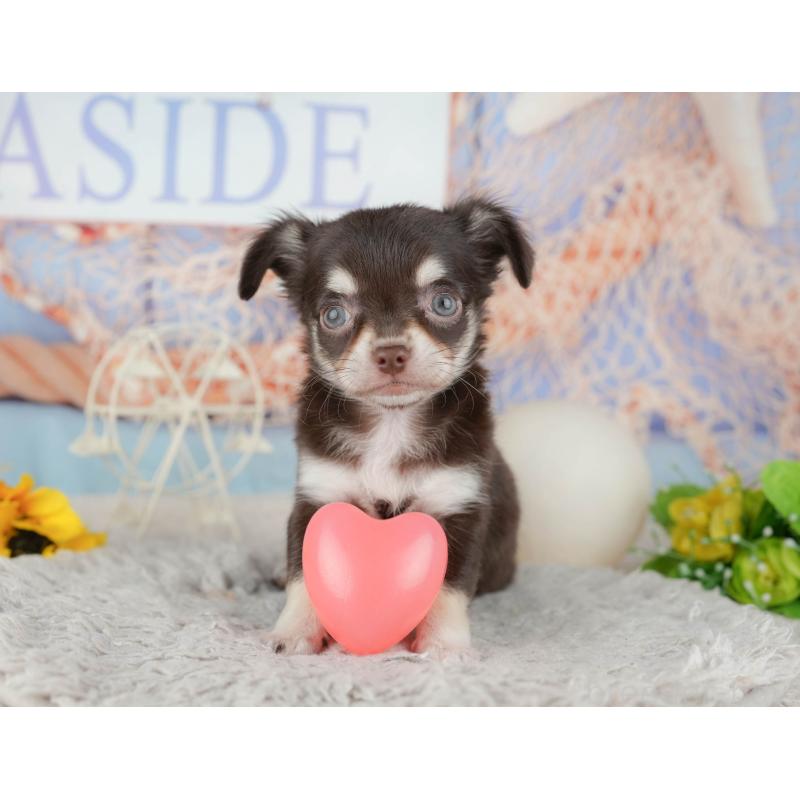 販売中の東京都のチワワ(ロングコート)-449255の6枚目