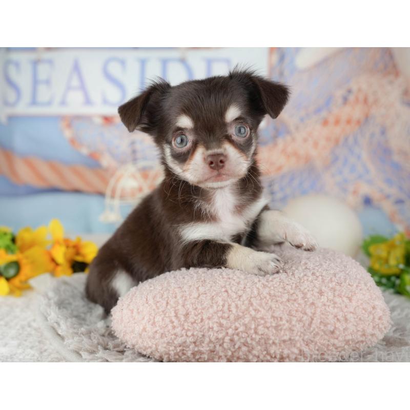 販売中の東京都のチワワ(ロングコート)-449255の5枚目