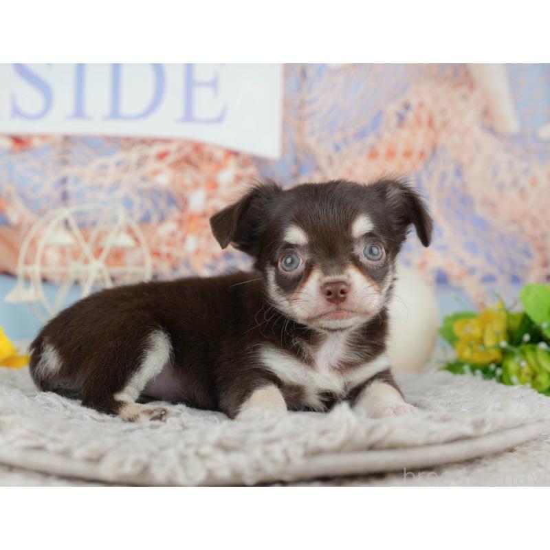 販売中の東京都のチワワ(ロングコート)-449255の4枚目