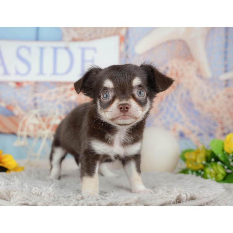 販売中の東京都のチワワ(ロングコート)-449255の3枚目