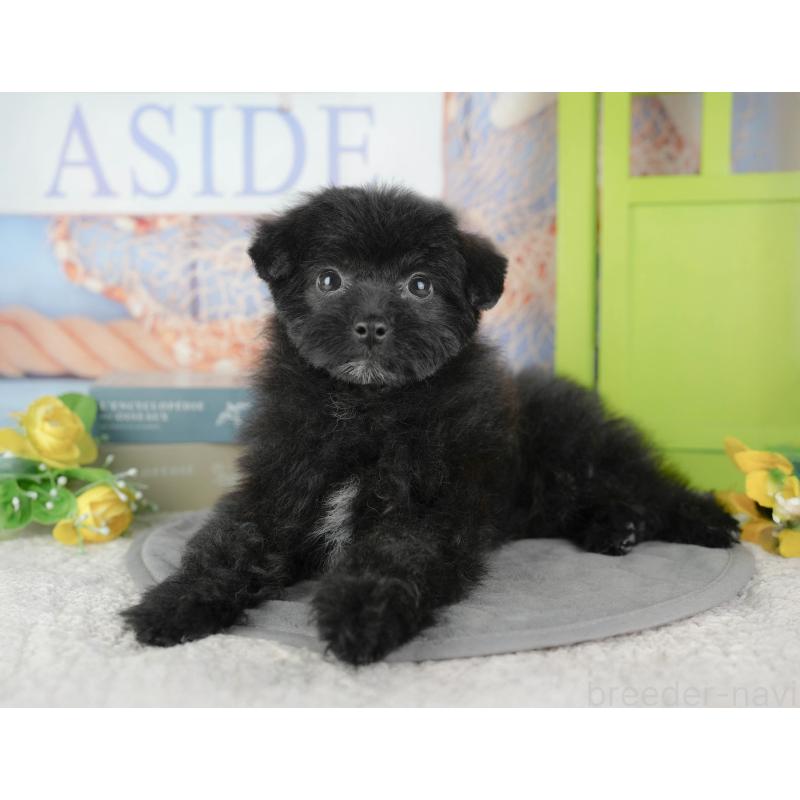 販売中の東京都のミックス犬-449249