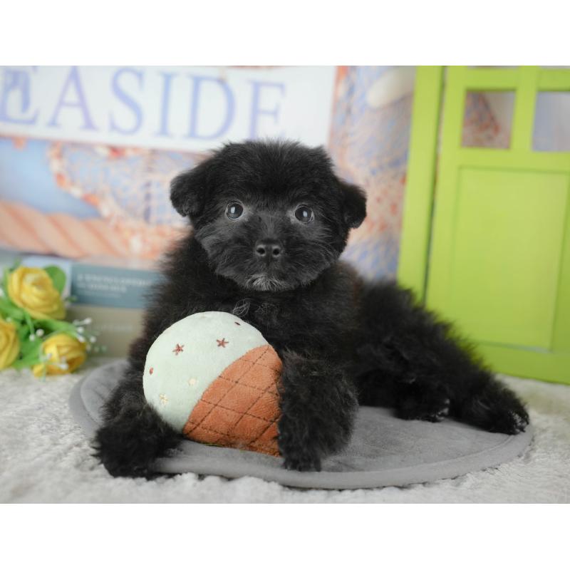 販売中の東京都のミックス犬-449249の11枚目