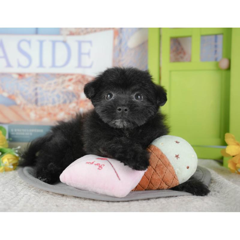 販売中の東京都のミックス犬-449249の10枚目